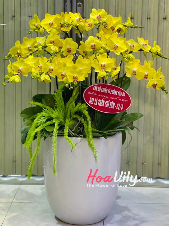 Chậu la hồ điệp vàng Hoàng kim
